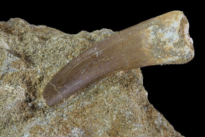 Fossil Plesiosaur (Zarafasaura) Tooth On Rock - Morocco #95112